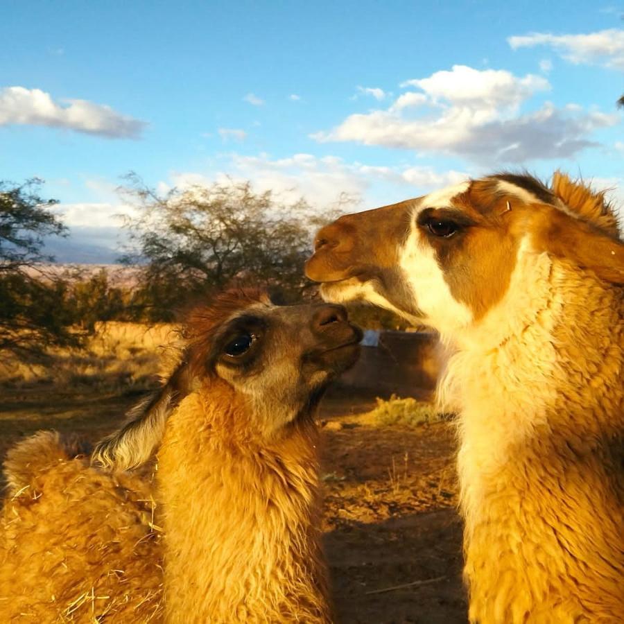 Lodge Voyage Atacama