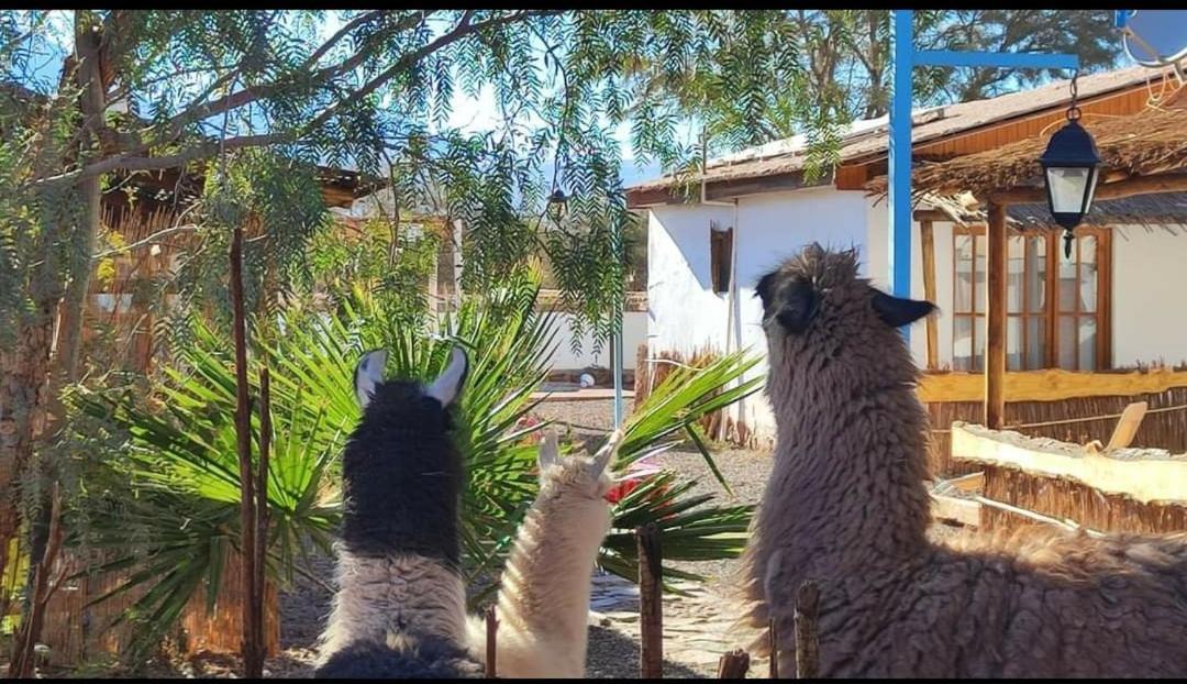 Lodge Voyage Atacama